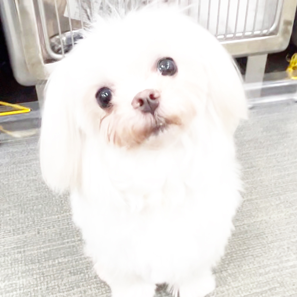 生徒が撮影したモデル犬写真①